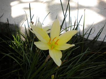 20100109-yellow flower.JPG